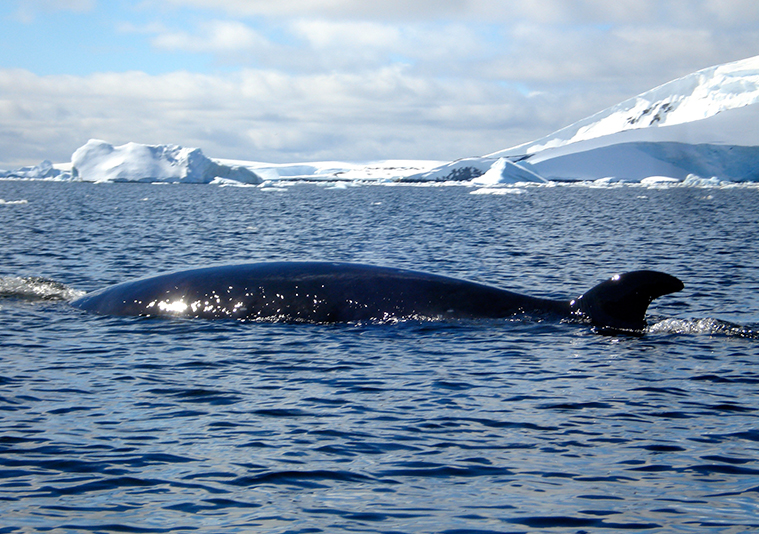 Antarctica