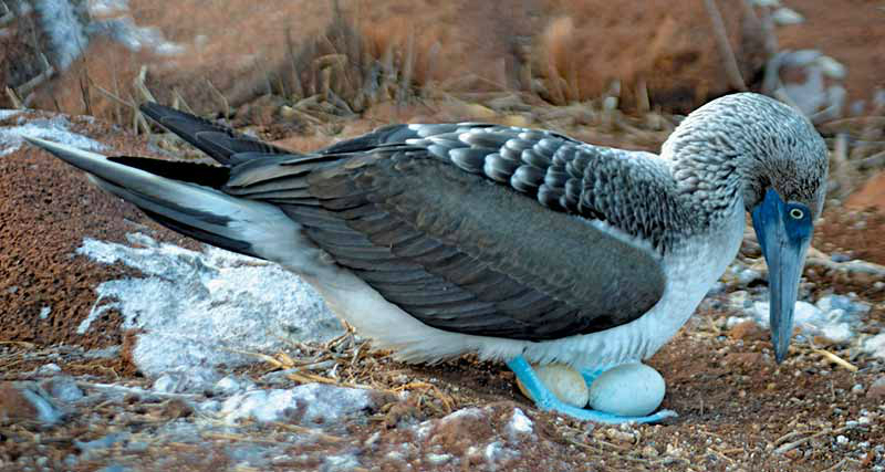 800×428-galapagos-darwins-discoveries-w1500-h1000