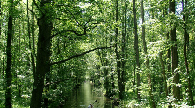 Spreewald